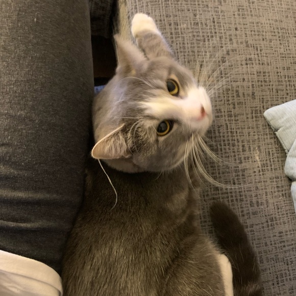 sibbliesb